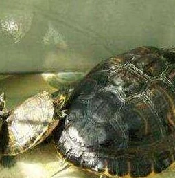_创造与魔法普通水池龟饲料大全,全面解析与获取攻略