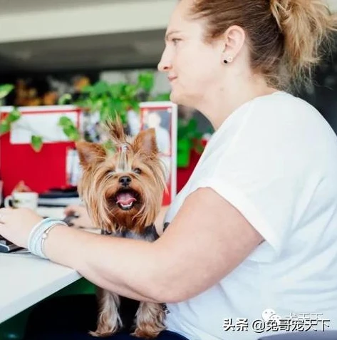 创造与魔法融合宠物大全表_创造与魔法融合宠物大全，探索奇幻融合世界