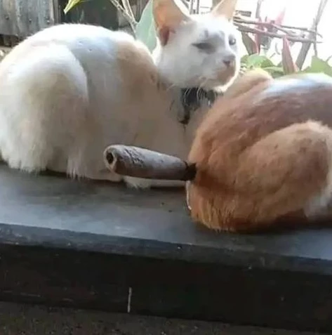 天涯明月刀猫在哪里_天涯明月刀猫之全解析,从获取地点到多样用途