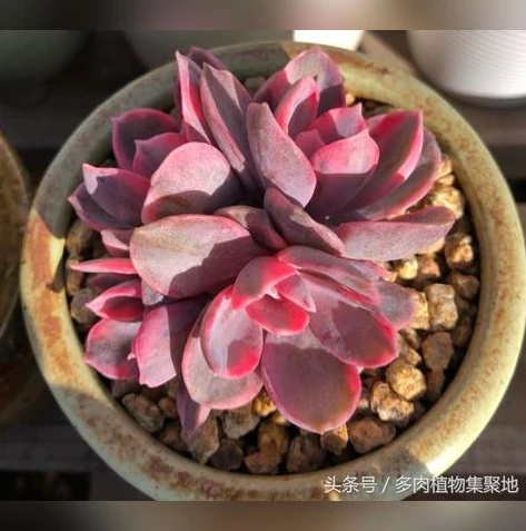 荒野行动论坛官网入口网页版登录_探索荒野行动论坛官网入口网页版，玩家交流的核心地带