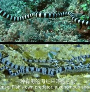 明日方舟公开招募wiki计算器_深入解析明日方舟公开招募，wiki计算器的全方位指南