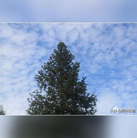 梦幻西游手游客服电话24小时人工服务热线_梦幻西游手游客服电话24小时人工,随时相伴的游戏支持