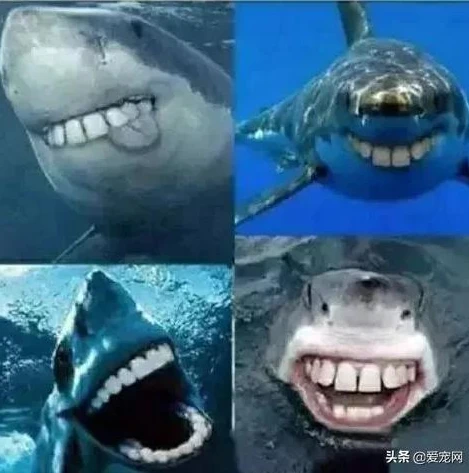 和平精英鲨鱼的沙雕图片高清_和平精英鲨鱼，沙雕图片背后的趣味与魅力