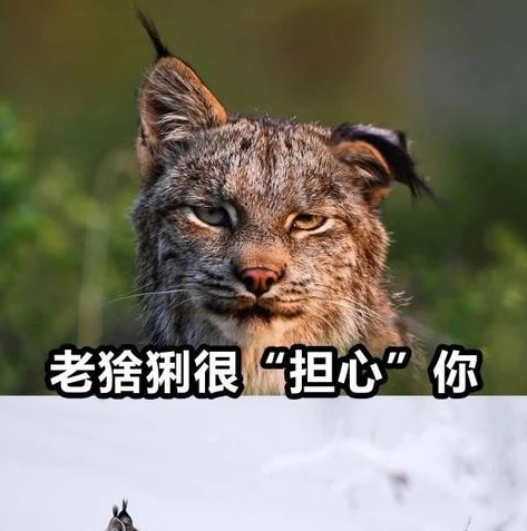 明日方舟阿米娅精英2_解析明日方舟阿米娅精二立绘,成长与希望的具象化