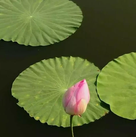 仙剑奇侠传二破解版下载_仙剑奇侠传2破解版，游走在道德与游戏热情边缘的话题
