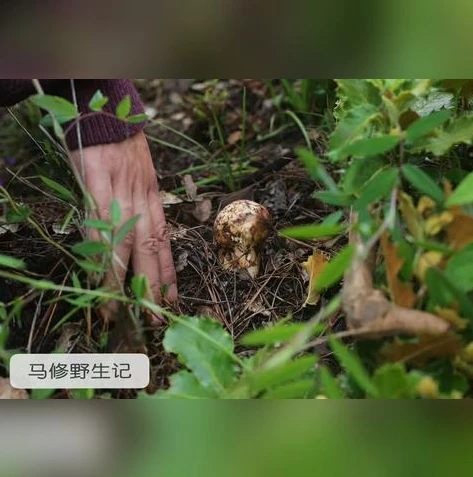 创造与魔法松树位置图_探索创造与魔法2021松茸位置全解析