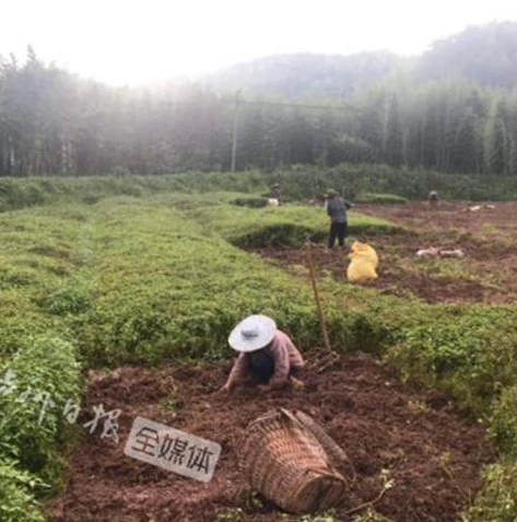 0.1折手游平台_探寻靠谱的0.1折手游平台，深度解析与玩家指南
