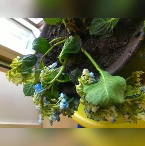 天涯明月刀手游多开配置_天涯明月刀手游PC端多开全解析，免费多开器的探索与多开配置指南