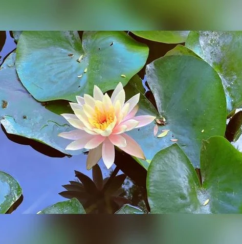 能够不用下载就能玩王者荣耀的软件叫什么_免下载畅玩王者荣耀，探索云游戏平台
