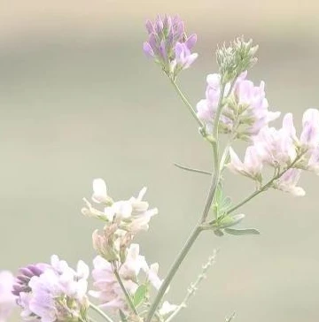 创造与魔法荒原牛饲料怎么做?_创造与魔法，荒原牛饲料获取全攻略