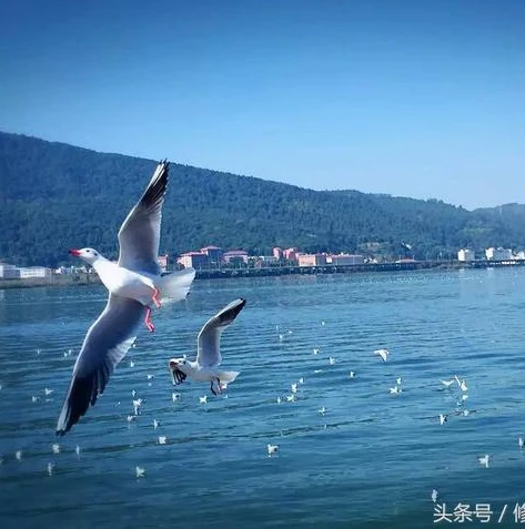 问道手游千秋梦永久兑换码怎么获得_问道手游千秋梦永久兑换码获取全攻略